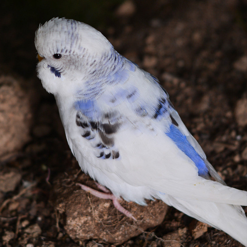 特色金彩大头手养虎皮鹦鹉玄凤活鸟鸟活物家鸟