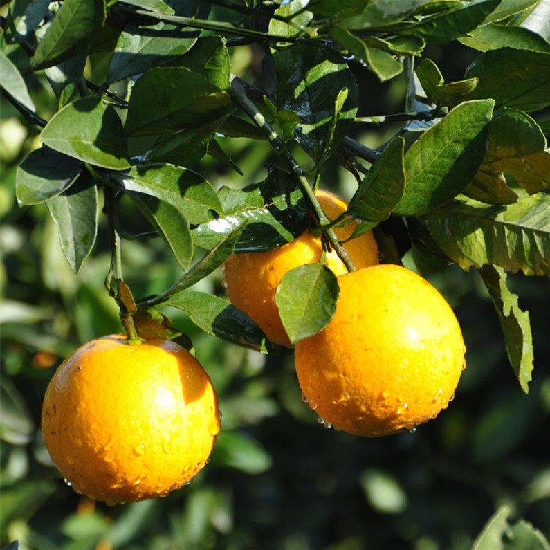 冰糖湖南黔阳桔子新鲜10斤纯甜橘子麻阳橙子桔子