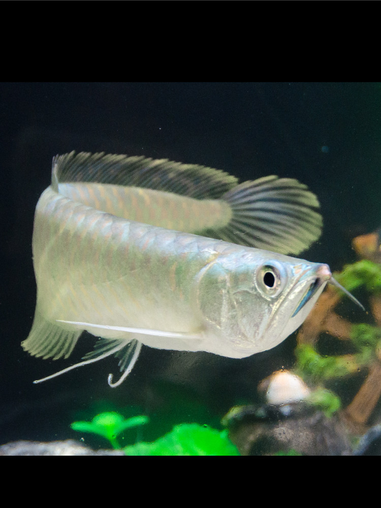 热带观赏鱼银龙鱼大型鱼龙鱼风水鱼精品银龙鱼活体招财鱼银龙鱼苗