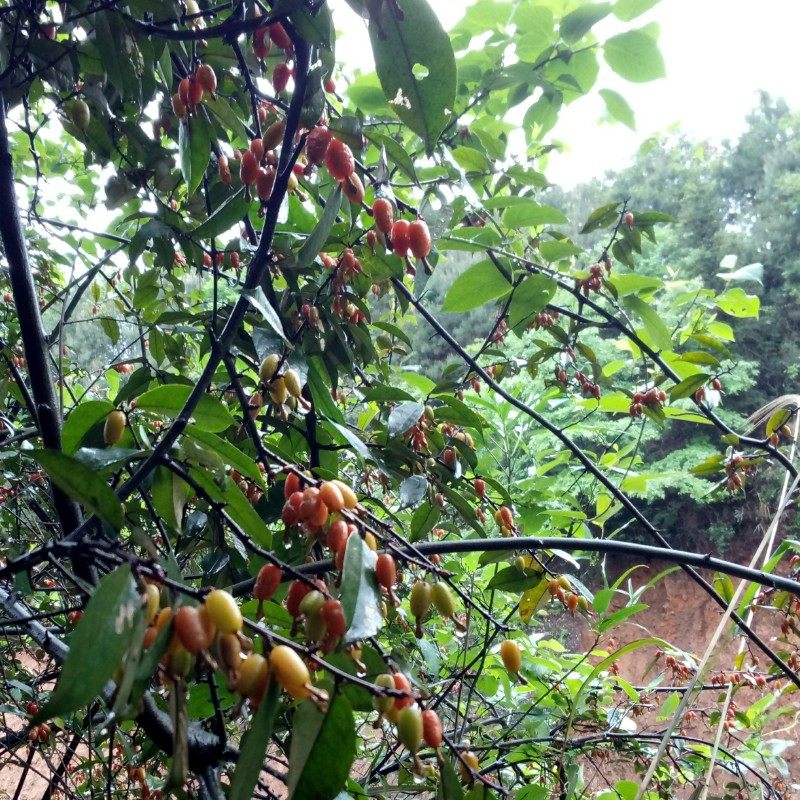 羊奶树苗四季一份绿植盆栽常青树桩秃子胡秃子绿植