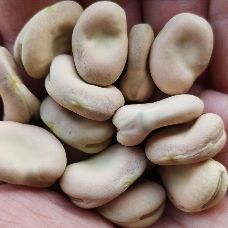 新货蚕豆干的胡豆去壳佛豆南豆生的云南高山新鲜豆类