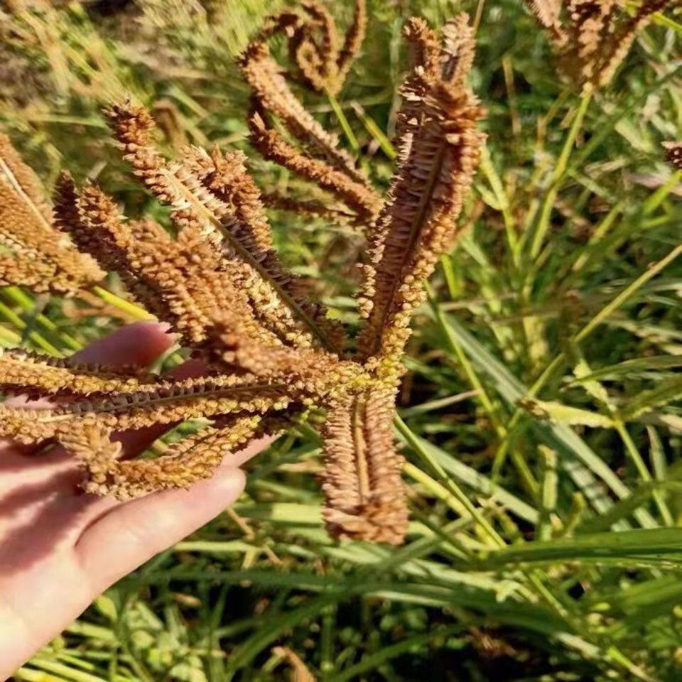 粟米广西鸭脚拳头粟红米粉农产品自家龙爪粟粉面粉