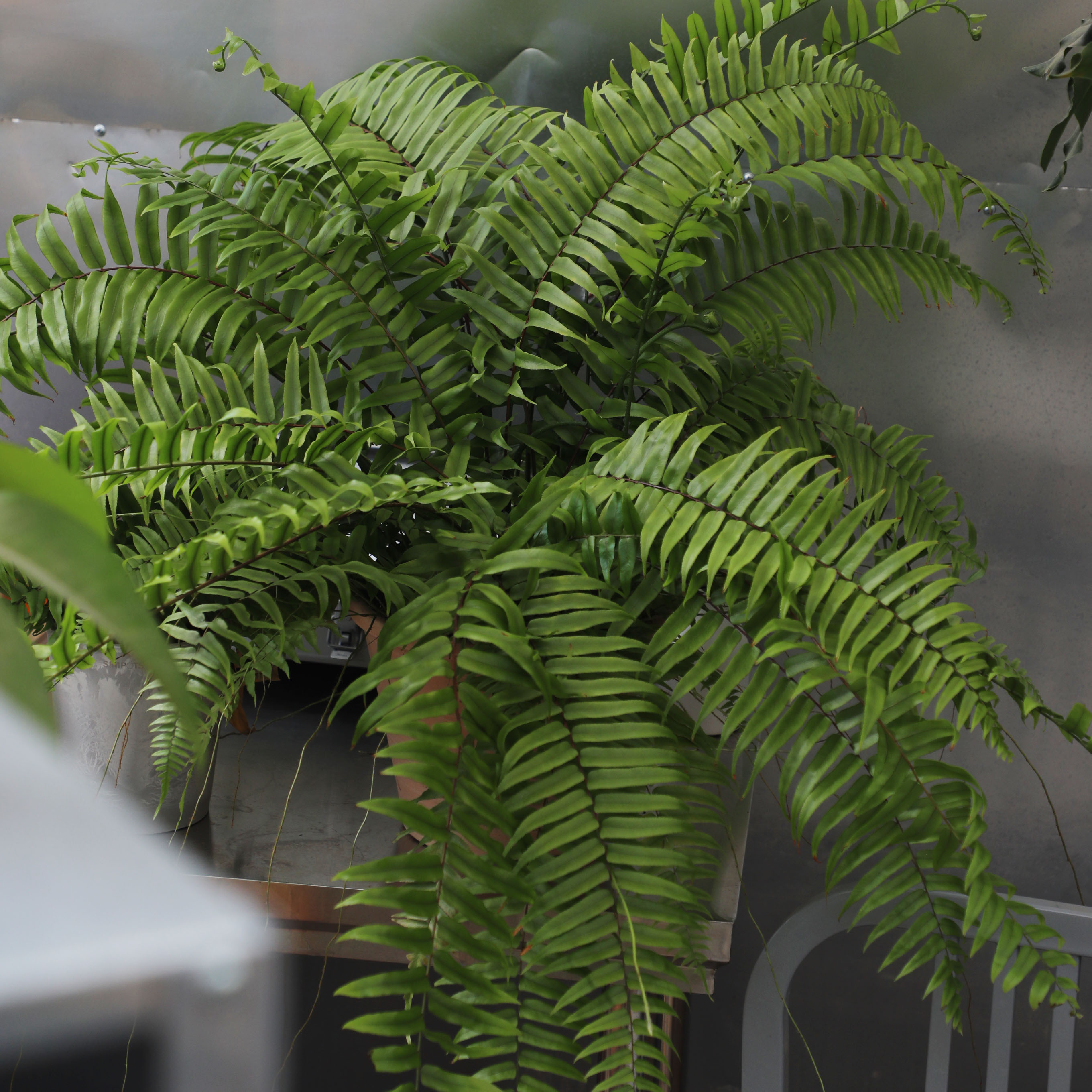 绿植霸王蕨长叶肾蕨室内悬挂桌摆净化空气盆栽蕨类绿植