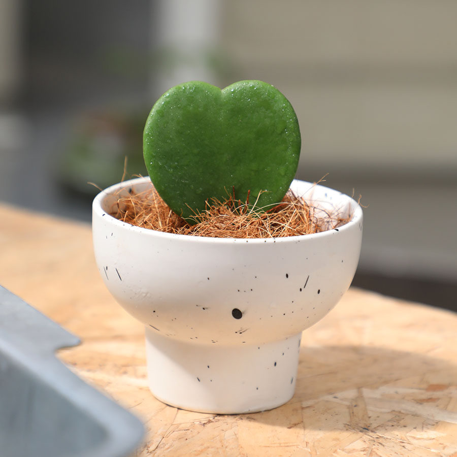 自然心形多肉泰国进口心叶球兰一片植物办公室绿植