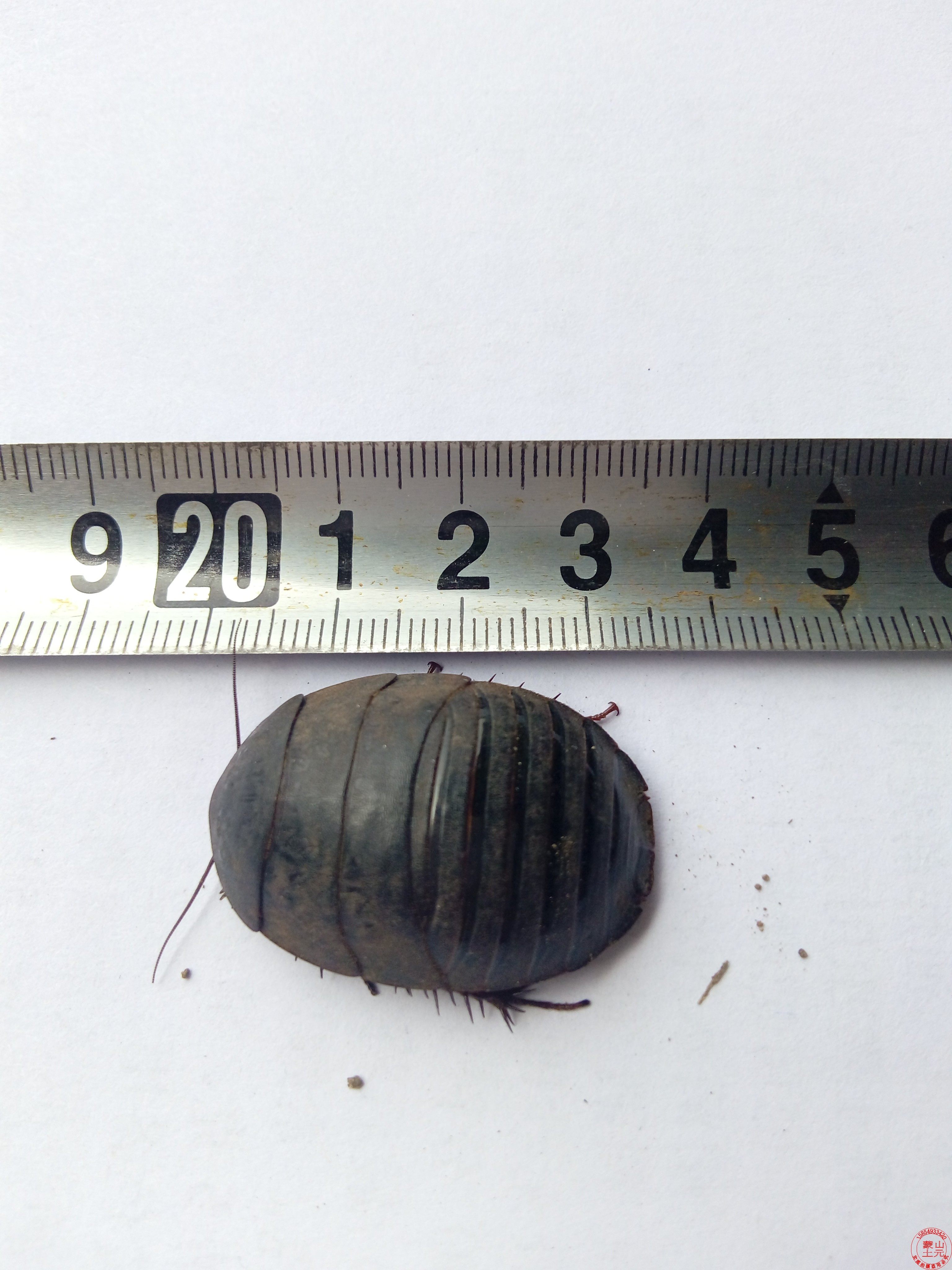 大母虫活体土元地鳖虫种虫产卵母土鳖接骨虫骨折用礼品500g包邮-mc母