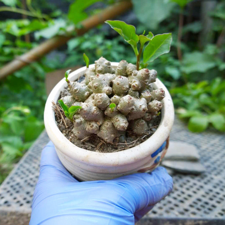 盆栽块根三七大块盆景室内绿植家养七多年老绿植