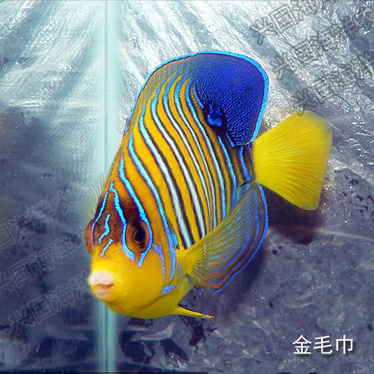 金毛巾鱼皇帝神仙鱼活体海水鱼大型海缸观赏宠物鱼快递包活