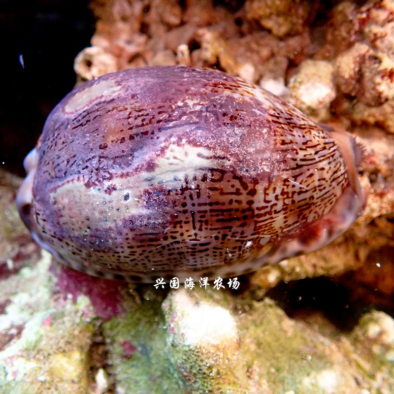 进入店铺兴国海洋农场去购买0625元发货地:福建 漳州0625折后