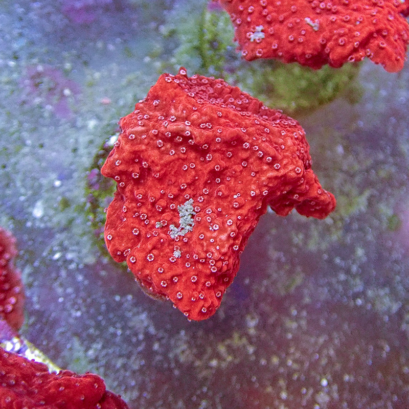 人工瓦片绿瓦珊瑚活体硬骨断枝入门sps发货鱼