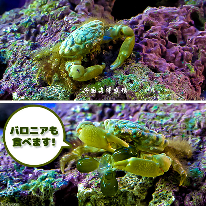 绿宝石蟹 海葵蟹瓷螃蟹活体海水鱼缸夏威夷除藻气泡养定快递包活
