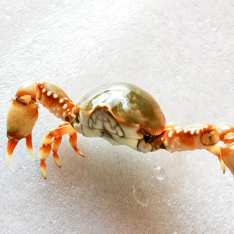 翻砂翻沙玉蟹海水鱼缸活体小螃蟹生物利器兴国蟹