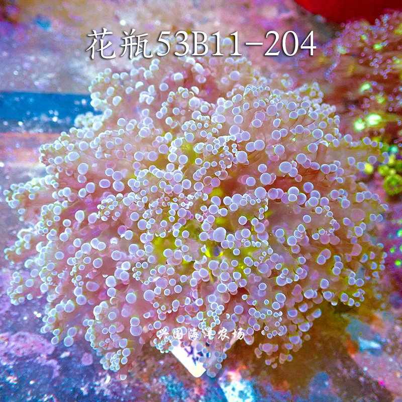 珊瑚花瓶双色提子绿蛙卵紫黄金蛙金蛙猪腰榔头其它水族宠物