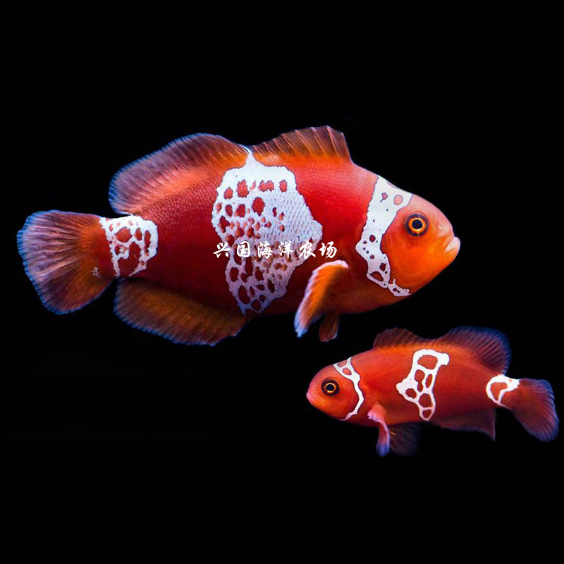 图选闪电透红公子开口颗粒种鱼海水小丑鱼繁殖鱼