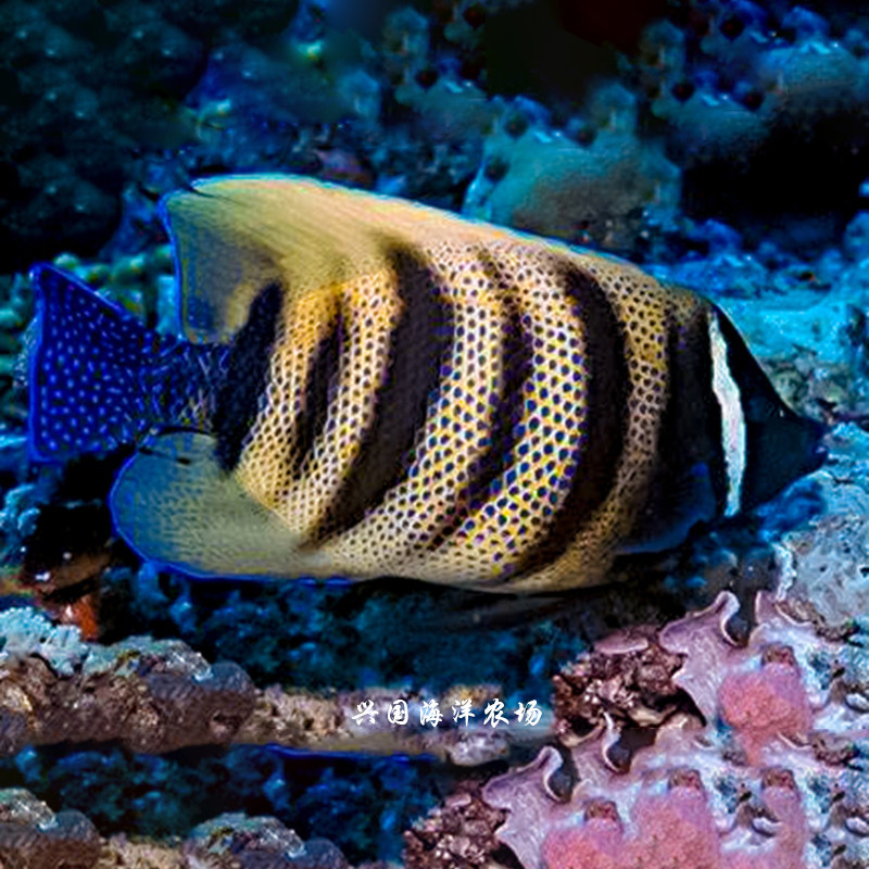 神仙毛巾海水包活快递国海兴国七彩火焰蝴蝶蓝纹鱼