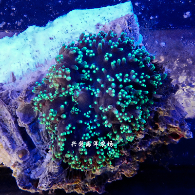 荧光绿毛菇 橙泡泡菇香菇海水鱼观赏鱼活体珊瑚小丑定水快递包活