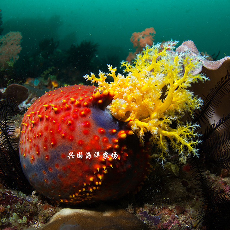 苹果海水活体海洋生物海参滤食生物软体动物快递鱼