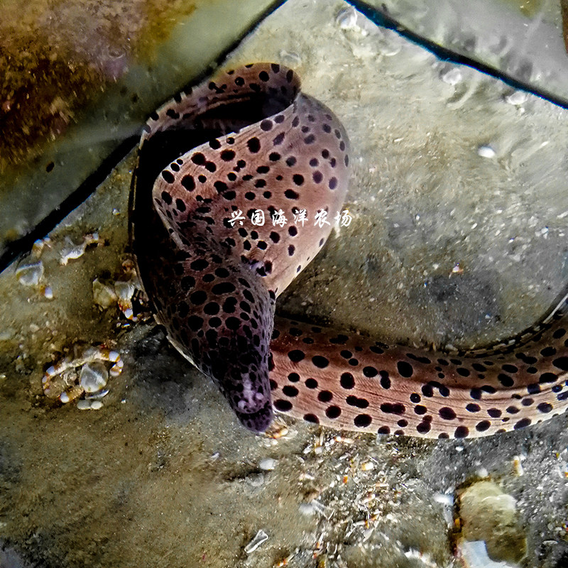 斑点钱鳗虎鳗薯活体海水鳗鱼观赏宠物快递包活鱼