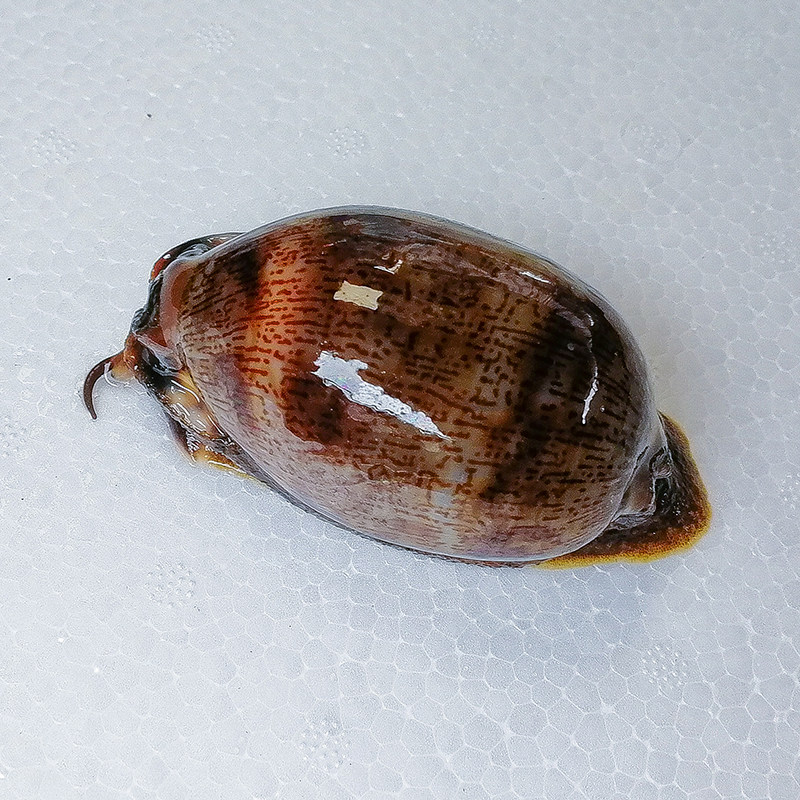 宝贝海星兴国包活快递生物翻砂缸海珊瑚海水其它水族宠物