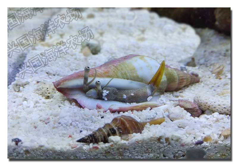 翻砂跳螺翻沙大眼睛海水活体宠物海星凤凰快递其它水族宠物