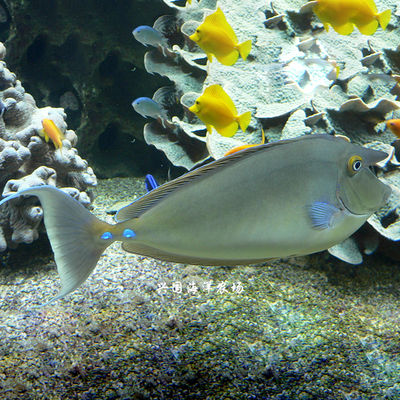 独角活体海水生物印尼蓝吊黄金吊养快递发货包活鱼