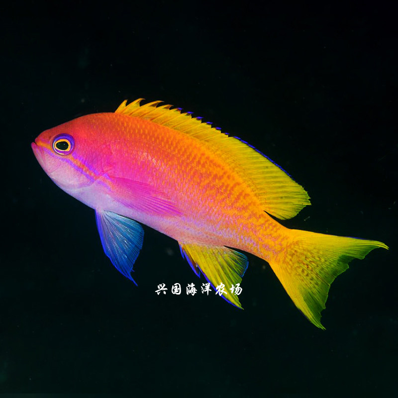 双斑宝石活体海金鱼紫罗兰彩霞仙子紫印紫后兴国鱼