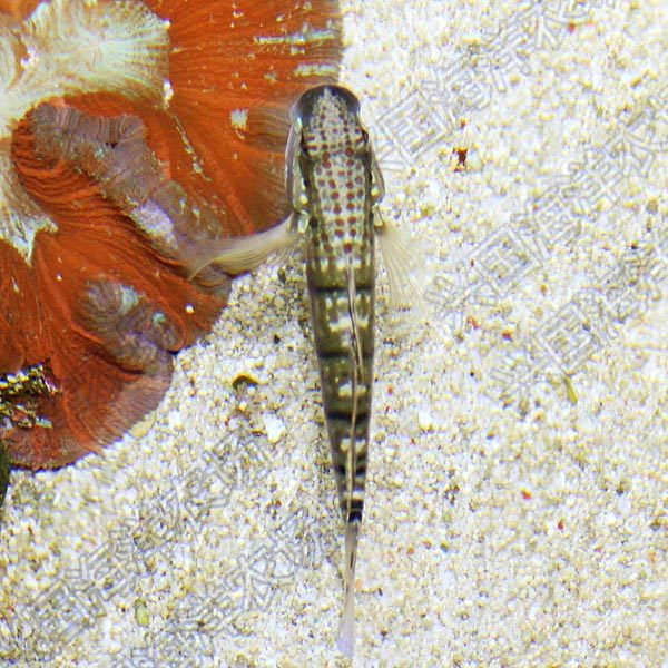 林哥虾海水活体宠物珊瑚观赏鱼钻石哨兵翻沙快递鱼