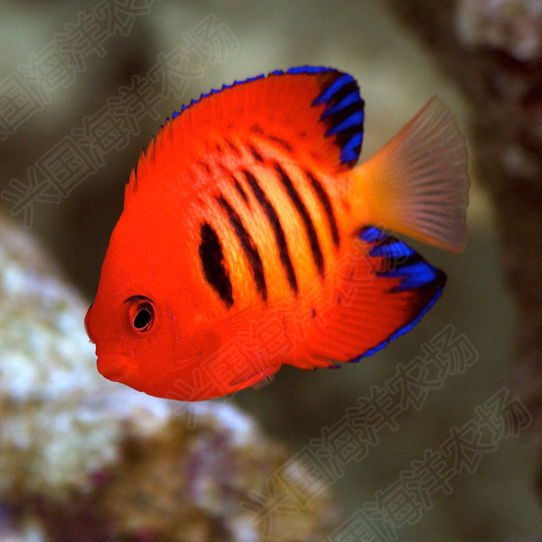 火焰仙海水鱼活体喷火神仙鱼小型珊瑚鱼橙色红色鱼快递发货包活