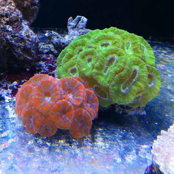糖果珊瑚双色刺脑绿色八字红色活体海水包活其它水族宠物