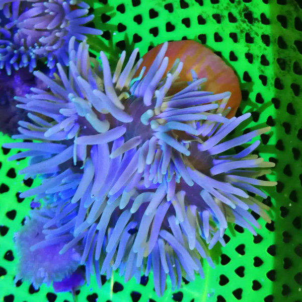 长须红肚海葵珊瑚软体lps海水活体奶嘴石葵沙其它水族宠物