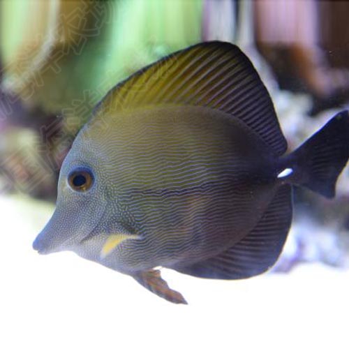 三角海水观赏鱼活体珊瑚藻食快递发货定水包活蓝鱼