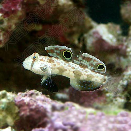 虾虎驱车蟹眼活体海水观赏鱼海珊瑚翻砂钻石哨兵鱼