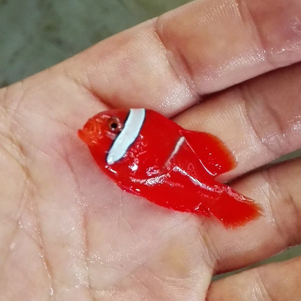 小丑鱼海水观赏鱼人工番茄野生活体34cm顺丰快递鱼