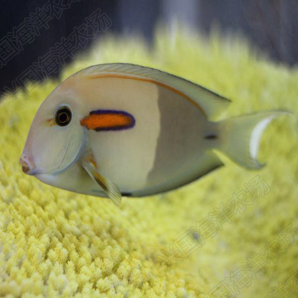 一字海水活体倒吊类食藻快递发货定水包成鱼鱼