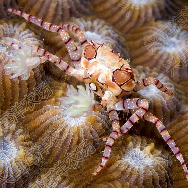 拳击花纹细鳌拳师海水活体螃蟹爬宠快递发货蟹