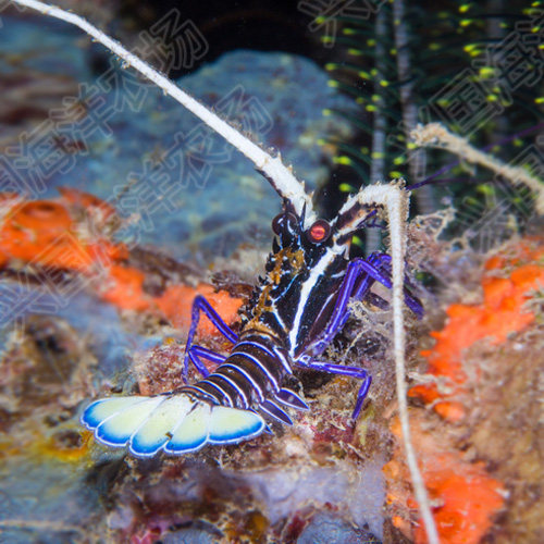 长须蓝龙虾白须l绿龙虾活体海水鱼青脚虾花龙虾快递包活兴国