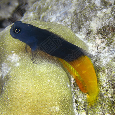 双色虾虎活体海水西瓜刨海藻鱼快递包活鱼