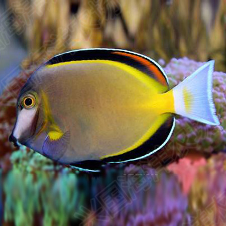 七彩吊 五彩吊活体海水观赏鱼 花倒吊除藻彩色鱼快递发货损耗包赔