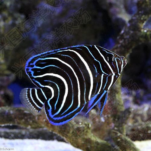 蓝纹北斗神仙幼鱼海水活体鱼海观赏宠物快递鱼