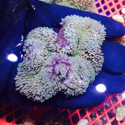 长须地毯进口彩色海水活体珊瑚海葵兴国海洋农场快递发货其它水族宠物