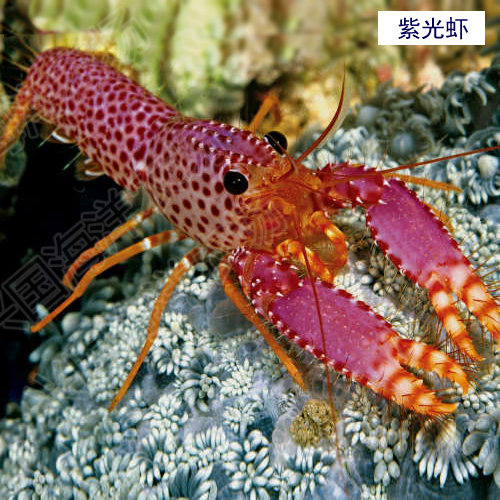 红光海水活体虾类紫光火焰虾鳌快递包活兴国虾