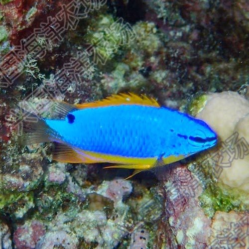 快递包活人工饲养开口颗粒兴国黄尾黄肚蓝魔活体海水鱼斐济魔