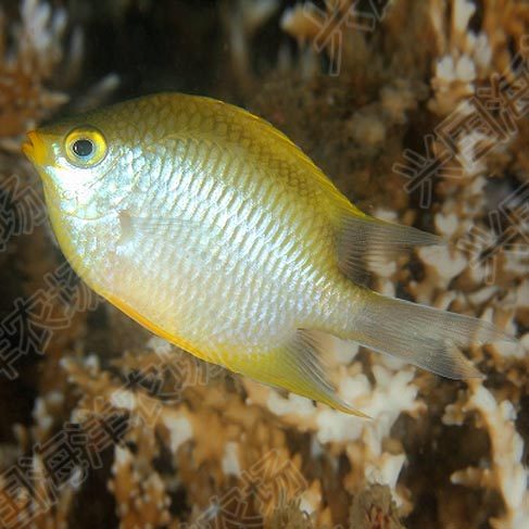 黄金雀黄将军海水鱼活体雀雕类闯缸蓝魔黄魔青魔么黄色快递包活
