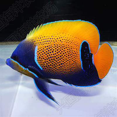 马鞍神仙活体海水大型皇后神仙海观赏宠物快递包活鱼