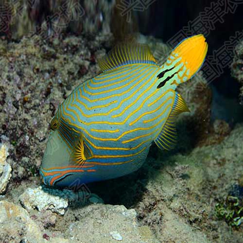 黄纹炮弹海水活体皮剥鲀科balistidae兴国海洋农场鱼