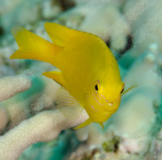 黄魔柠檬雀黄海水活体宠物观赏鱼小型雀雕小丑鱼鱼