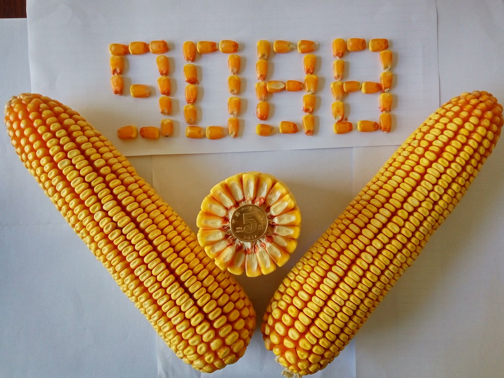 【散装一斤】玉米种子高产先锋335超级玉米郑单958登海605金玉909