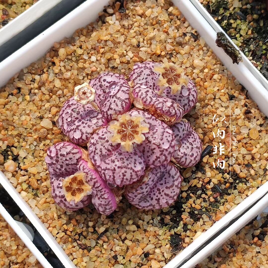 霓虹原产地安贞密点黑点疣点肉锥种子种荚多肉多肉植物