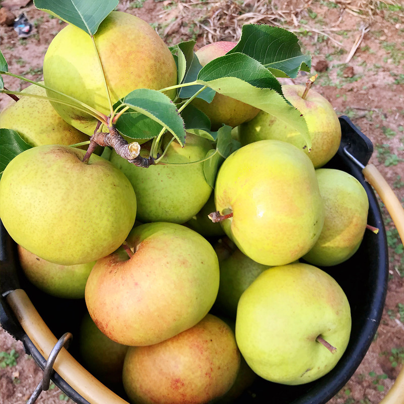 东北特产延边龙井苹果梨单500g新鲜水果特等梨