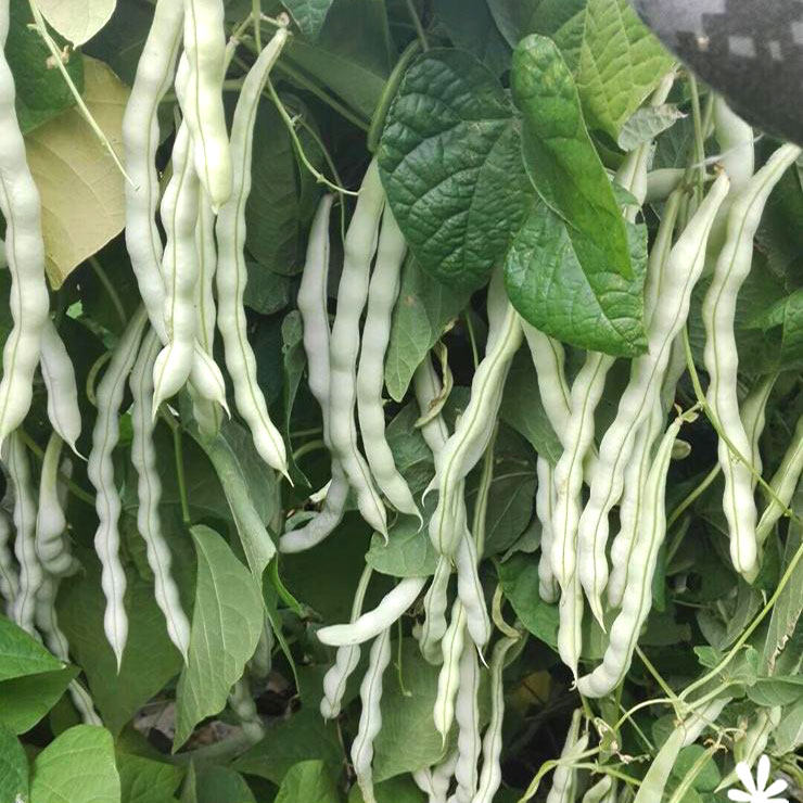九粒白芸豆种子孑白不老豆角种籽大全高产四季豆摘不败老来少豇豆