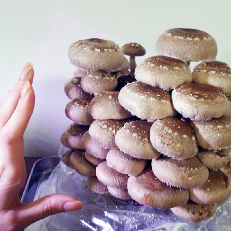 蘑菇大菌包平菇菌种菌棒家庭蘑菇种植菌包盆栽食用菌阳台